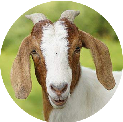 managed farm knox groups